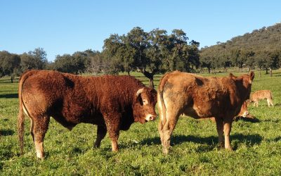 La Raza Limousin en España: Excelencia en Ganadería El Parral