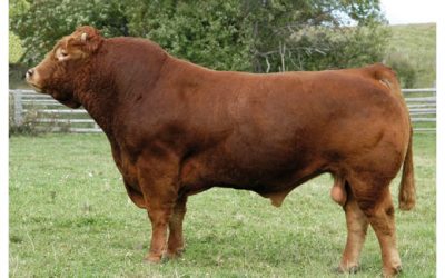 Principales Eventos y Ferias de Ganadería en España: Un Vistazo a la Raza Limousin