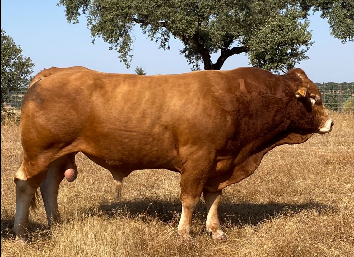 Venta de Reproductores Limousin - 2